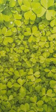 clover+の画像