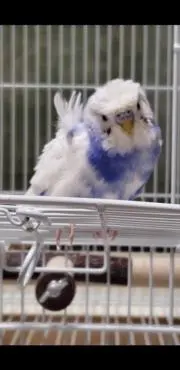 Love♡Bird翔空