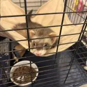 ひじりの画像