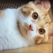 猫のモモの助(終始無言の方お断り)の画像