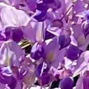 らいむらいとの画像
