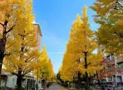 MAZAの画像