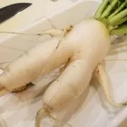 Image of だいこんやくしゃ