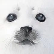 （＾ω＾）の画像