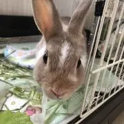 もももの画像
