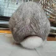 Pinoの画像
