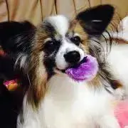 ぱまろの画像
