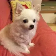 ピーちゃん
