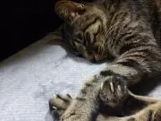 KEIの画像