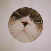 Kazの画像