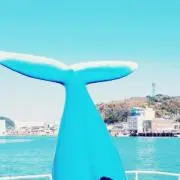 よっしー
