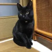黒猫358☆プロフ必ず読んで下さい☆の画像