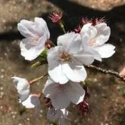 あっきー♡