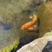 Rの画像