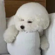 たぴりあんの画像