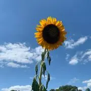 ぴぴ