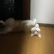 ※コンビニ払いは入金日を提示して下さい。の画像