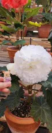 ちょこび☆プロフ必読です‼️の画像