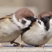 oyukinの画像