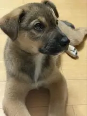 初心者