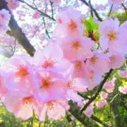 だいふく