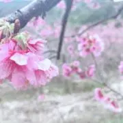 チョコの画像