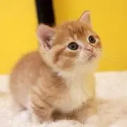 ちむ