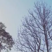 tygmammaの画像