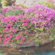 tiara0917の画像