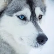 HASUの画像