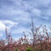 チョコレート