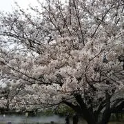 gabu
