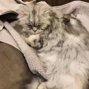 えり