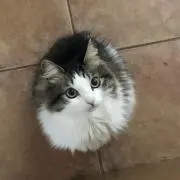 おはぎママ