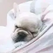 たなの画像