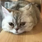 にゃお