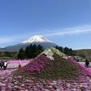 ゆきいぬの画像