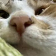 Nの画像