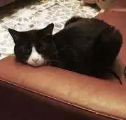 ねこ親子※プロフ確認お願いします。の画像