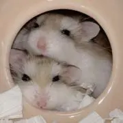 Nの画像