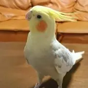 かおりん