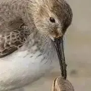 牡丹