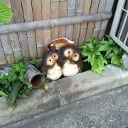 miyamako 即購入大丈夫です