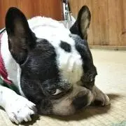 tomo ちん
