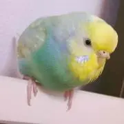 ♡ベル♡の画像