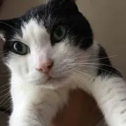 からくりどーるの画像