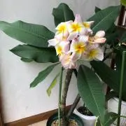akikomuku