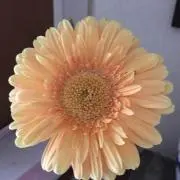 Cineraria