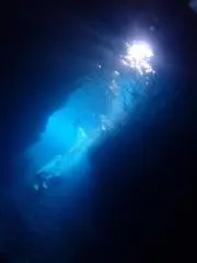 メランポディウム