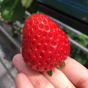 舞茸の画像